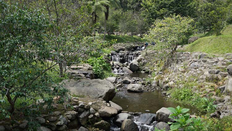 Taman Sakura Kebun Raya Cibodas