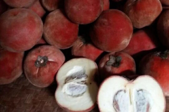 Bisbul buah langka dari Bogor